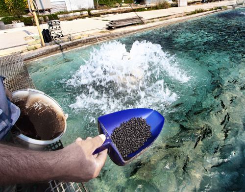 Valine in aquaculture Valine in aquaculture
